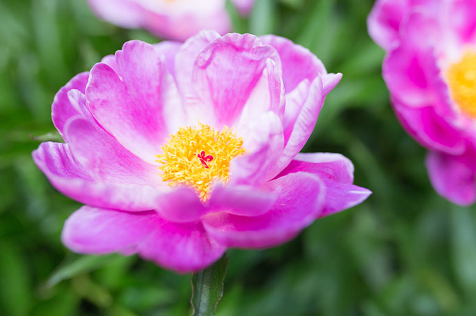 5 Stunning Flowering Garden Plants | Plantum
