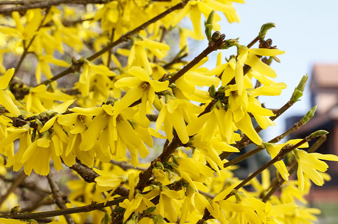 5 Stunning Flowering Garden Plants | Plantum