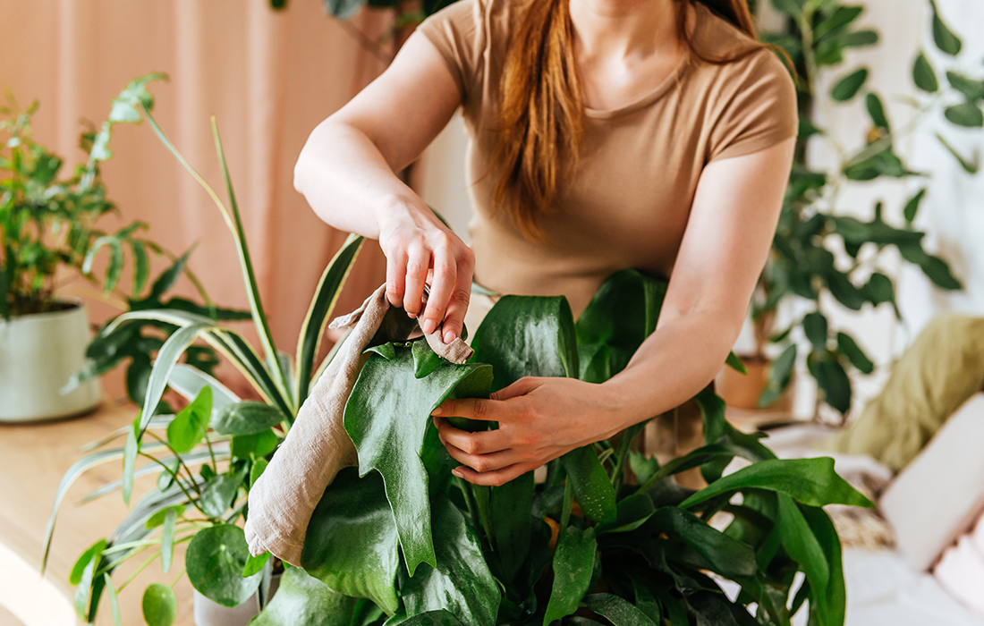 How To Clean Your Houseplants Right Plantum